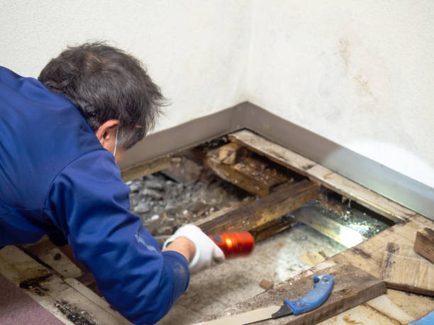 Best Office Mold Removal Services  in , DC