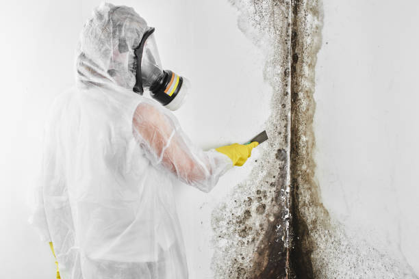 Best Commercial Mold Removal  in , DC