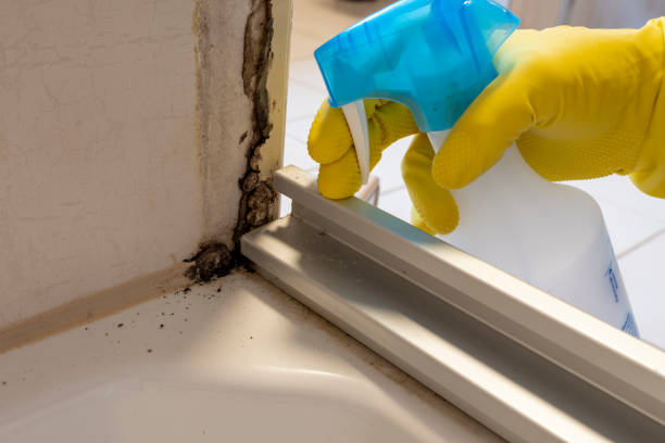 Best Attic Mold Removal  in , DC