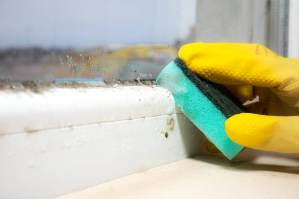 Best Commercial Mold Removal  in , DC