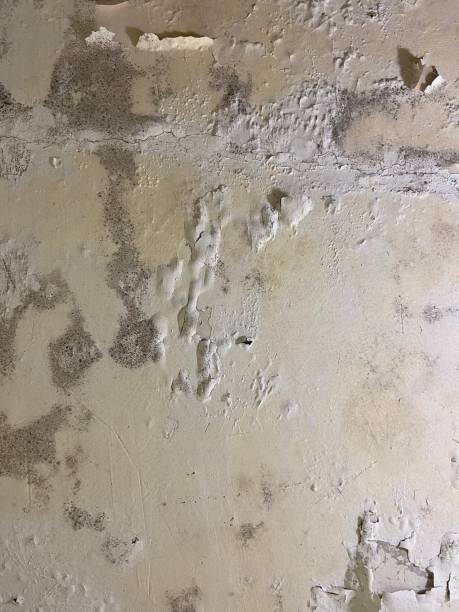  , DC Mold Removal Pros