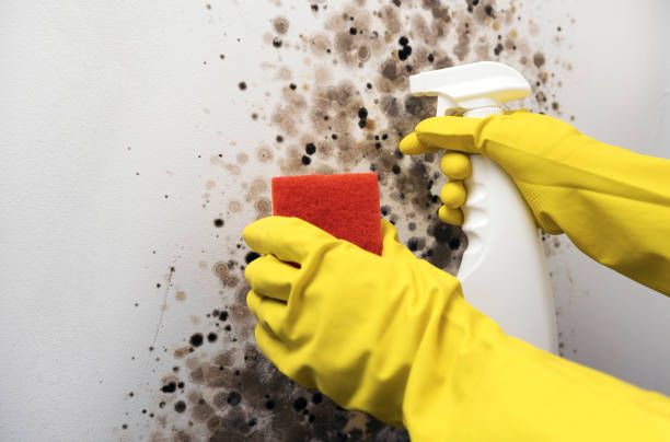 Best Crawl Space Mold Removal  in , DC