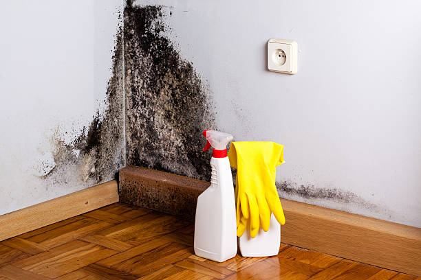Best Attic Mold Removal  in , DC