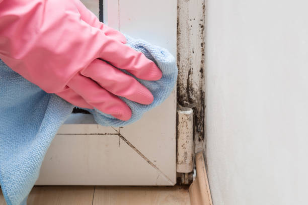 Best Residential Mold Removal  in , DC